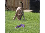 Adopt Unity a Brown/Chocolate - with Tan Terrier (Unknown Type