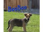 Adopt Booboo a Brown/Chocolate - with Tan Terrier (Unknown Type