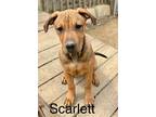 Adopt Scarlett a Brown/Chocolate Bernese Mountain Dog / Mastiff / Mixed dog in