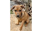 Adopt Sienna a Brown/Chocolate Bernese Mountain Dog / Mastiff / Mixed dog in