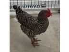 Adopt Chicken a Duck bird in Highland Village, TX (41407977)