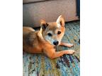 Adopt Misti a Red/Golden/Orange/Chestnut Shiba Inu / Mixed dog in Detroit