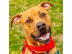 Adopt Cruise a Mastiff / Terrier (Unknown Type, Medium) / Mixed dog in