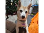 Adopt Auburn a Red/Golden/Orange/Chestnut Shiba Inu / Mixed dog in Minneapolis