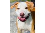 Adopt Jake a Affenpinscher / Mixed dog in Jackson, MS (41236547)