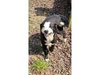 Adopt 18840 Palmer a Labrador Retriever dog in Chatsworth, GA (41408065)