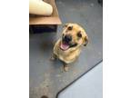Adopt 18771 Tabitha a Black Mouth Cur dog in Chatsworth, GA (41408064)