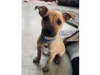 Adopt Toby a Brown/Chocolate Shiba Inu dog in Alma, WI (41407349)