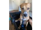 Adopt Reggee a Brown/Chocolate - with White Black Mouth Cur / Mixed dog in