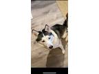 Adopt Meeko a Black - with White Husky / Mixed dog in Pensacola, FL (41408027)