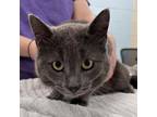 Adopt Thomas a Gray or Blue Domestic Shorthair / Domestic Shorthair / Mixed cat