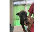 Adopt Nixon a Brindle Shepherd (Unknown Type) / Mixed Breed (Medium) / Mixed