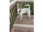 Adopt Percy a White - with Brown or Chocolate Pit Bull Terrier / Hound (Unknown