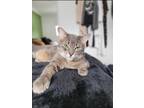 Adopt Lexi a Gray or Blue Tabby / Mixed (short coat) cat in Gatineau