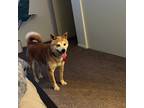 Adopt Turbo a Red/Golden/Orange/Chestnut Shiba Inu / Mixed dog in Columbus