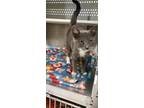 Adopt Dora the Explorer a Gray or Blue Domestic Shorthair / Domestic Shorthair /