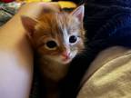 Adopt Fortnite a Orange or Red American Shorthair / Mixed (medium coat) cat in