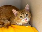 Adopt Jonesy a Domestic Shorthair / Mixed (short coat) cat in Morgantown