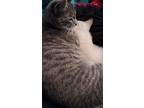 Adopt Wendy a Gray, Blue or Silver Tabby Tabby / Mixed (short coat) cat in