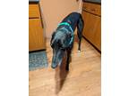 Adopt Kells Magic (Magic) a Greyhound / Mixed dog in Glen Ellyn, IL (40006457)