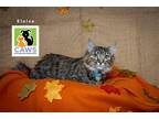 Adopt Eloise a Domestic Shorthair / Mixed cat in Salt Lake City, UT (39305103)