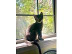 Adopt Posie a Domestic Shorthair / Mixed cat in Salt Lake City, UT (39646594)