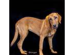 Adopt Ginger a Red/Golden/Orange/Chestnut Hound (Unknown Type) / Mixed dog in