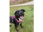 Adopt Athena a Black - with White Mutt / Mixed dog in Wilmington, DE (41407911)