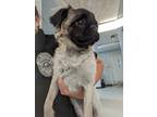 Adopt ESME a Pug / Mixed dog in Lindsay, CA (41407903)