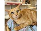 Adopt Karlach a Domestic Shorthair / Mixed (short coat) cat in Fremont