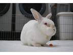 Adopt Snowball a Californian / Mixed (short coat) rabbit in Pflugerville