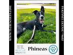 Adopt Phineas (Sweet Siblings) 012724 a Black - with White Pit Bull Terrier /