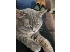 Adopt Bella a Gray or Blue Domestic Mediumhair / Mixed (medium coat) cat in Port