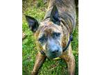 Adopt Roman a Brindle Boxer / Hound (Unknown Type) dog in Syracuse