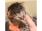 Adopt Landry a Domestic Shorthair / Mixed (short coat) cat in New Braunfels