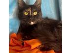 Adopt Delilah a Maine Coon / Mixed (long coat) cat in New Braunfels