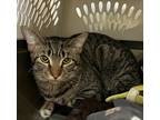Adopt Apollo a Domestic Shorthair / Mixed (short coat) cat in Lagrange