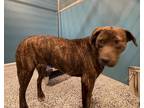 Adopt Cher a Brown/Chocolate Mixed Breed (Medium) / Mixed dog in WILSON
