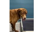 Adopt Sonny a Brown/Chocolate - with White Mixed Breed (Medium) / Mixed dog in