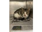 Adopt Sir William Wallace a American Shorthair / Mixed (short coat) cat in