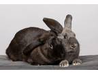 Adopt Daphne / Velma a Mini Lop / Mixed (short coat) rabbit in Pflugerville