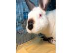 Adopt Bunny Bengz a Californian / Mixed (short coat) rabbit in Pflugerville