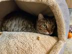 Adopt Edward a Domestic Mediumhair / Mixed (short coat) cat in Napa