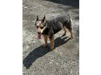 Adopt Jack a Australian Cattle Dog / Mixed dog in Carrollton, KY (41398565)