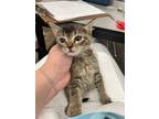 Adopt Stella a Domestic Shorthair / Mixed (short coat) cat in Arkadelphia