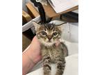 Adopt Sawyer a Domestic Shorthair / Mixed (short coat) cat in Arkadelphia