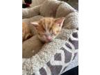 Adopt Hudson a Domestic Shorthair / Mixed (short coat) cat in Arkadelphia