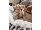 Adopt Harrison a Domestic Shorthair / Mixed (short coat) cat in Arkadelphia