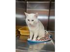 Adopt Dutton a Domestic Shorthair / Mixed (short coat) cat in Arkadelphia