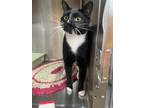 Adopt Cullen a Domestic Shorthair / Mixed (short coat) cat in Arkadelphia